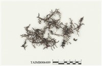 藏品(雲南耳葉蘚)的圖片